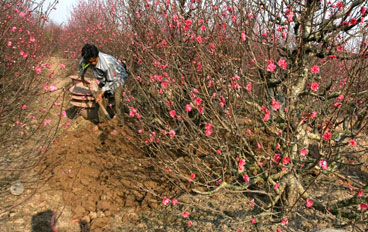 Kỹ thuật trồng cây hoa đào ra sum suê, kiềm hãm và thúc đẩy cây hoa anh đào ra hoa, trồng hoa đào tết
